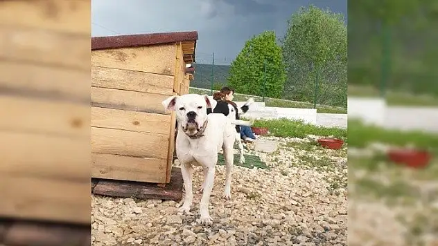 Kaybolan köpeğini bulana ödül verecek