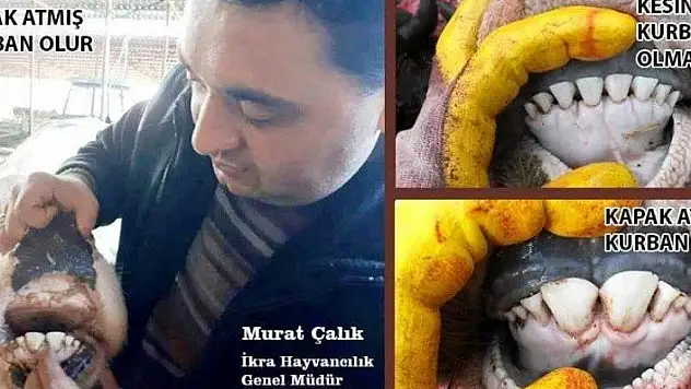 Kurban olabilecek hayvanın 2 yaşını doldurması gerekiyor