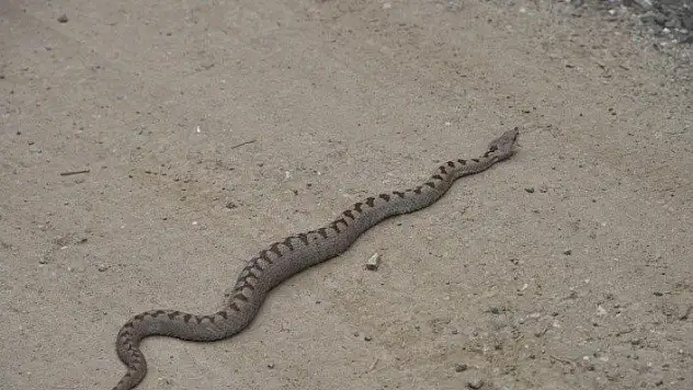 Nesli tehlikedeki engerek türü Kastamonu'da görüldü