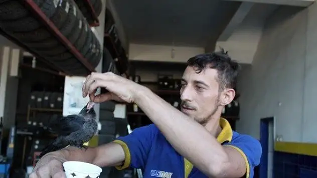 Tosyalı esnaf yaralı kargayı elleriyle besliyor