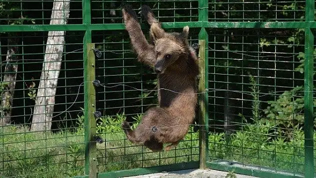 Araç çarpması sonucu yaralanan &quotAykız&quot Kastamonu'ya gönderildi