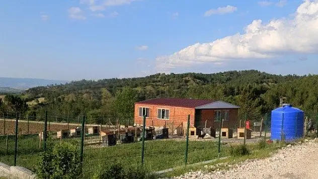 Engelli sokak köpekleri için kurulan 'Patiköy' elektrik ve su bekliyor