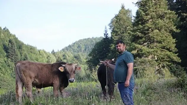 Gezmek için geldiği bin 110 rakımlı yaylada 8 yıldır organik hayvan yetiştiriyor