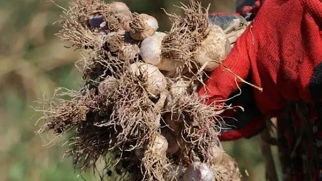 Taşköprü sarımsağında hasat başladı