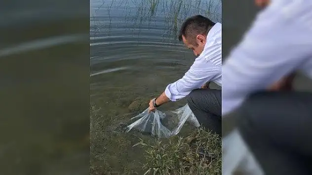 Terzi Göletine 4 bin sazan yavrusu bırakıldı