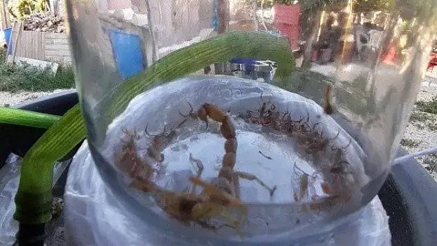 Aydın'da bir akrep 37 yavru doğurdu