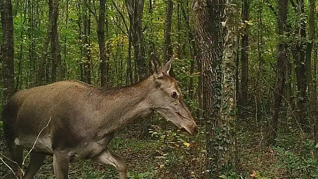Fotokapan ve GPS'li tasmalarla yaban hayatı kontrol altında
