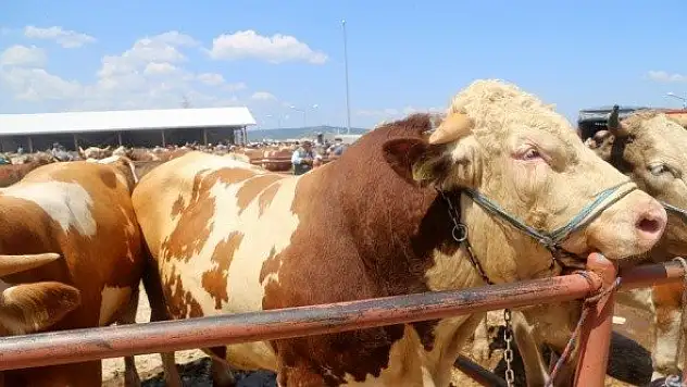 &quotPaşa&quot 18 bin liraya alıcı bekliyor