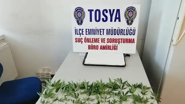 Bahçeye ekili 20 kök kenevir ele geçirildi