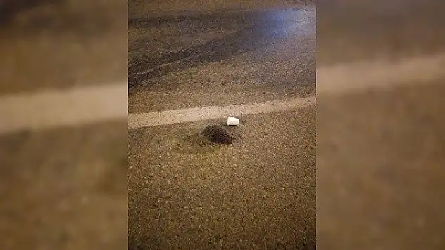 Kafasına plastik sıkışan kirpiyi bekçiler kurtardı