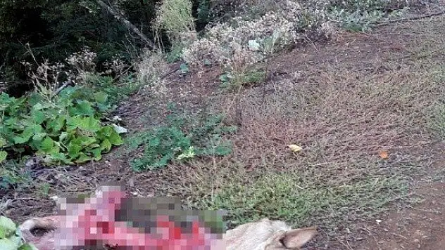 Kastamonu'da ayılar, köpek ve koyunu telef etti