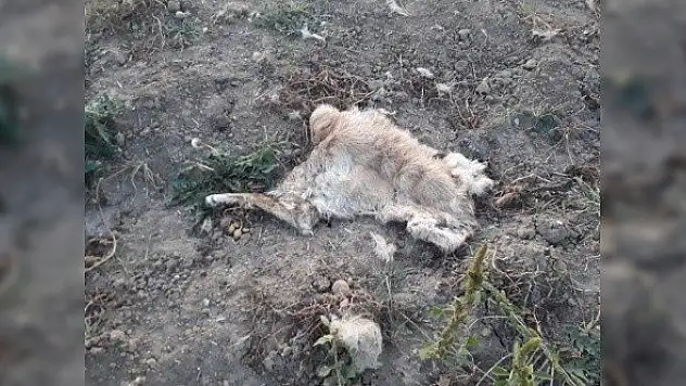 Tarlaya inen ayı bir köpeği telef etti