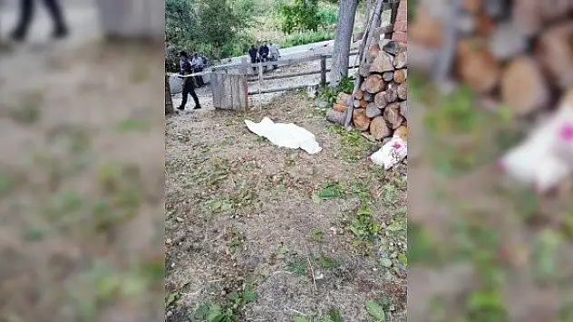 Kastamonu'da cevizden düşen kişi öldü