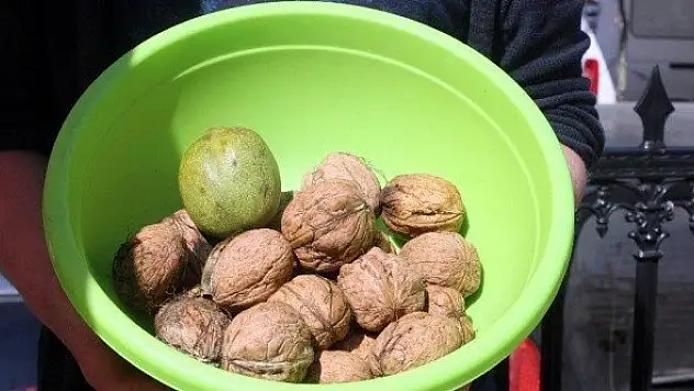 Yumurta büyüklüğünde organik ceviz, pazarın gözdesi oldu