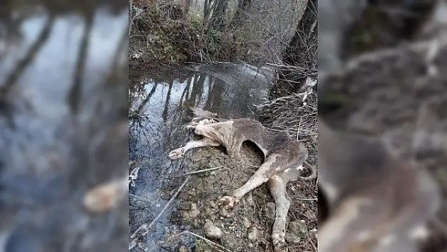 Ayı, dere yatağında gezen ineği telef etti