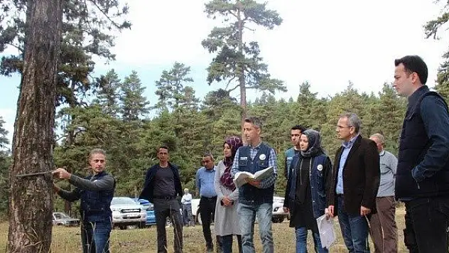 Kaymakam Pişkin, ormanda kesim çalışmalarını inceledi