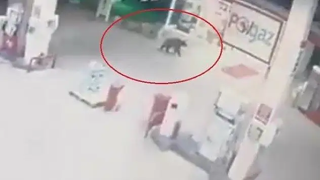 Ayı akaryakıt istasyonuna indi