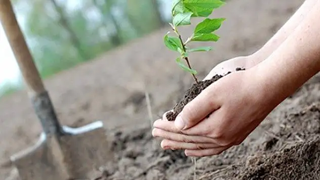 Türkiye'nin dört bir yanına 11 milyon fidan dikilecek