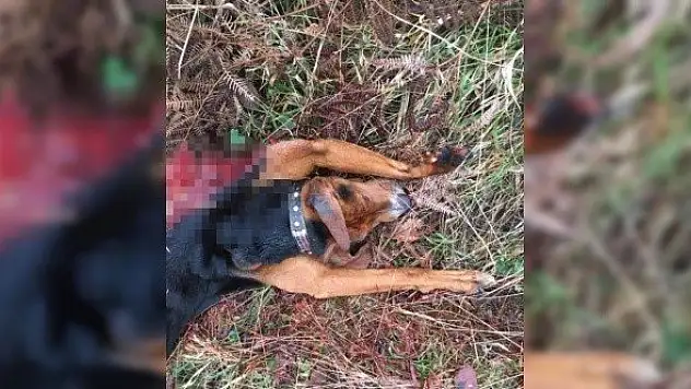 Aç kalan kurtlar, av köpeğini telef etti