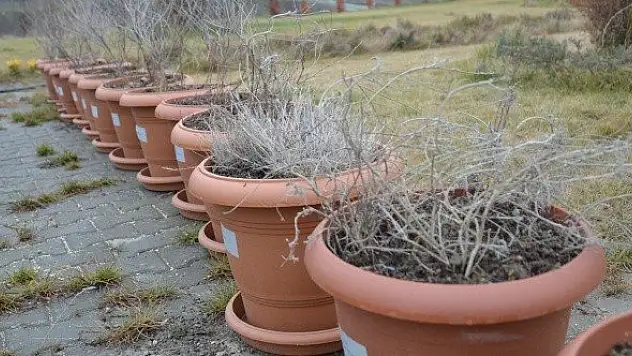 Geven otunun bir çeşidi Hanönü'de tespit edildi