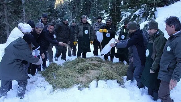 Ilgaz Dağı'nda yaban hayvanları için yemleme yapıldı