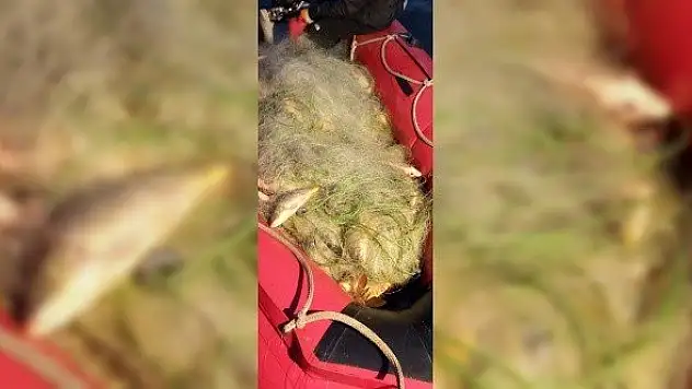Kaçak avcıların ağına takılan 300 balık ekiplerce suya salındı