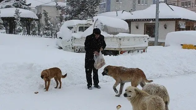 Belediye başkanı sokak hayvanları ve kuşlar için sokağa yemek bıraktı