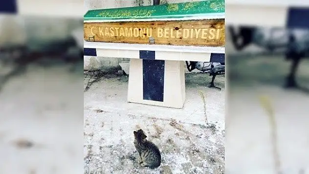 Hayatını kaybeden hayvanseveri, beslediği kedisi yalnız bırakmadı