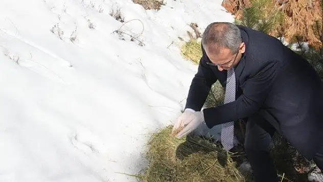 Tosya'da yabani hayvanlar için doğaya yem bırakıldı
