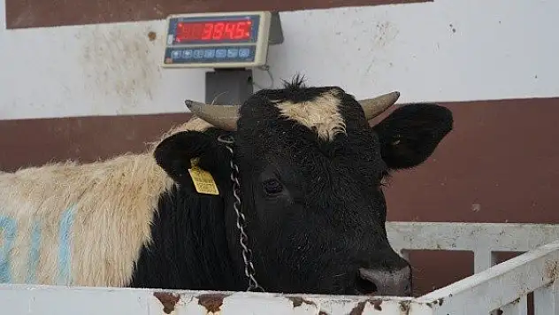 15 kilo doğan prematüre buzağı, 14 ayda 395 kiloya ulaştı