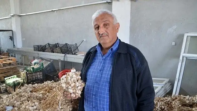 Kastamonu sarımsağı, son 50 yılın en yüksek fiyatlarını gördü