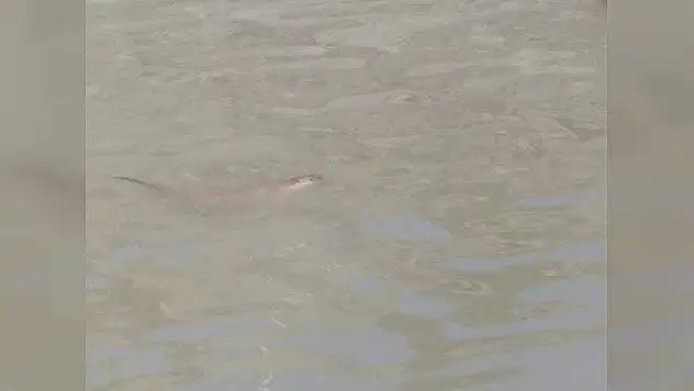 Gökırmak'ta kunduz görüldü