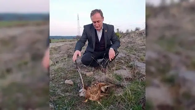 Yaralı bulunan kızıl şahin tedavi altına alındı