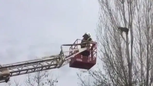 Ağaçta mahsur kalan kediyi itfaiye kurtardı