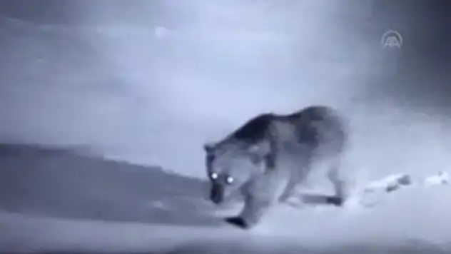 Ilgaz Dağı'nda yemek arayan bozayı güvenlik kamerasına yansıdı