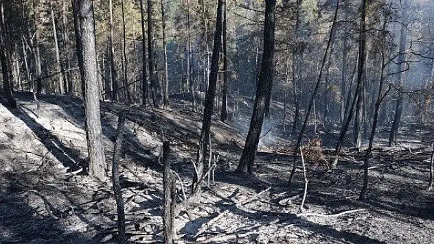 Kastamonu'da örtü yangını! Söndürme çalışmaları sürüyor