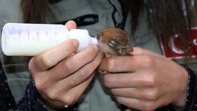 Sincap yavrularına &quotbebek&quot gibi bakıyorlar