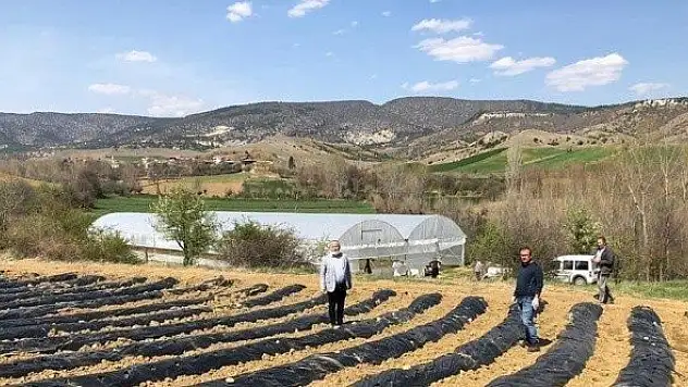 Taşköprü'de 2 çiftçiye 5 dekarlık alana çilek fidesi hibe edildi