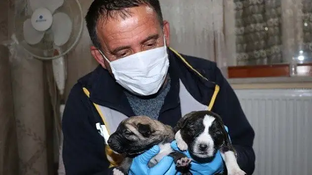 Yeni doğmuş köpek yavrularına evinde &quotbebek&quot gibi bakıyor