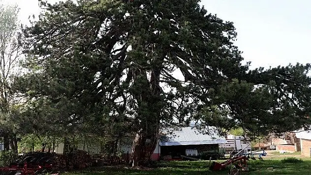 870 yıllık &quotBayram Çamı&quot en sessiz bayramını geçiriyor