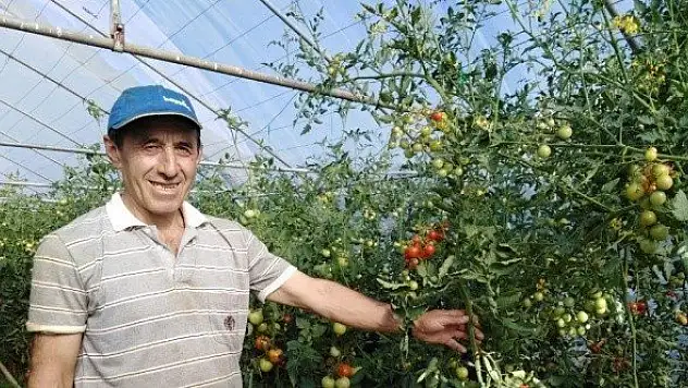 Emekli öğretmen, kurduğu serada organik ürün yetiştiriyor