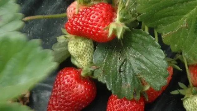 Gıda mühendisi uyardı çilekte görülen kurtçukların zararı yok