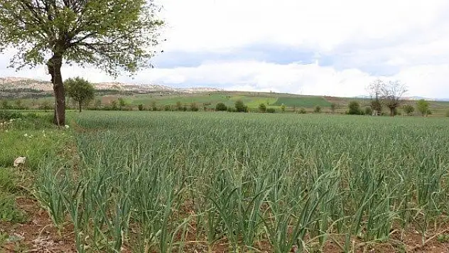 Hangi aylarda satılan sarımsak Taşköprü sarımsağıdır? İşte yanıtı!