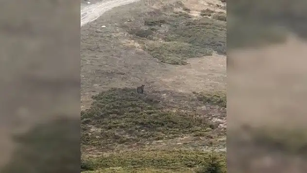 Ilgaz Dağı'nda başıboş gezen ayı böyle görüntülendi