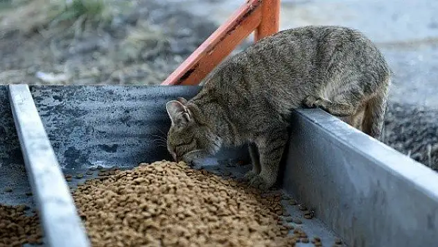 Kastamonu Belediyesi, bayramda sokak hayvanlarını unutmadı