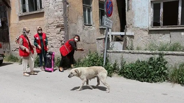 Türk Kızılay ekipleri sokak sokak gezerek hayvanları besledi