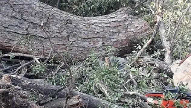 Kestiği ağaç üzerine devrilen şahıs hayatını kaybetti