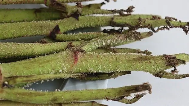 Bu bitkinin kanseri önleyici etkisi var