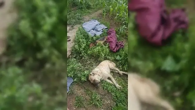 Cide'de köpeklerin zehirlenip arı kovanının çalındığı iddiası