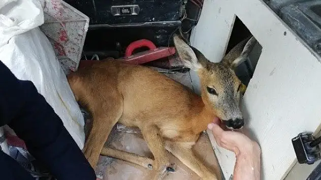 Halsiz haldeki karaca yavrusu koruma altına alındı